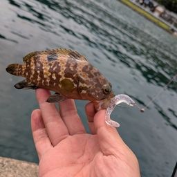 アコウ