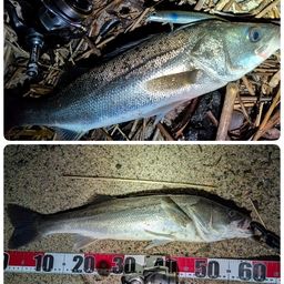 セイゴ（ヒラスズキ）