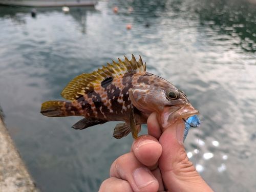 アコウの釣果