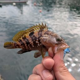 アコウ