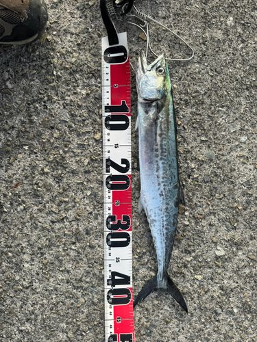 サゴシの釣果