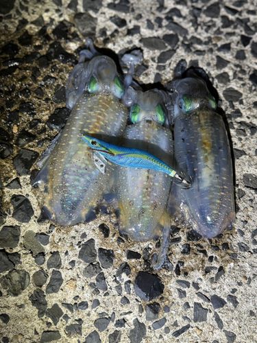 アオリイカの釣果