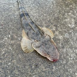 マゴチ