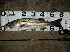 シーバスの釣果