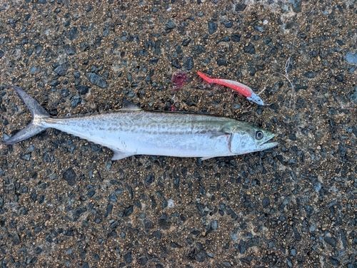 サゴシの釣果