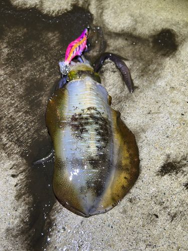 アオリイカの釣果