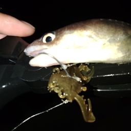 アナゴ