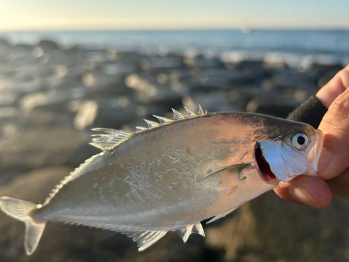 柳島海岸