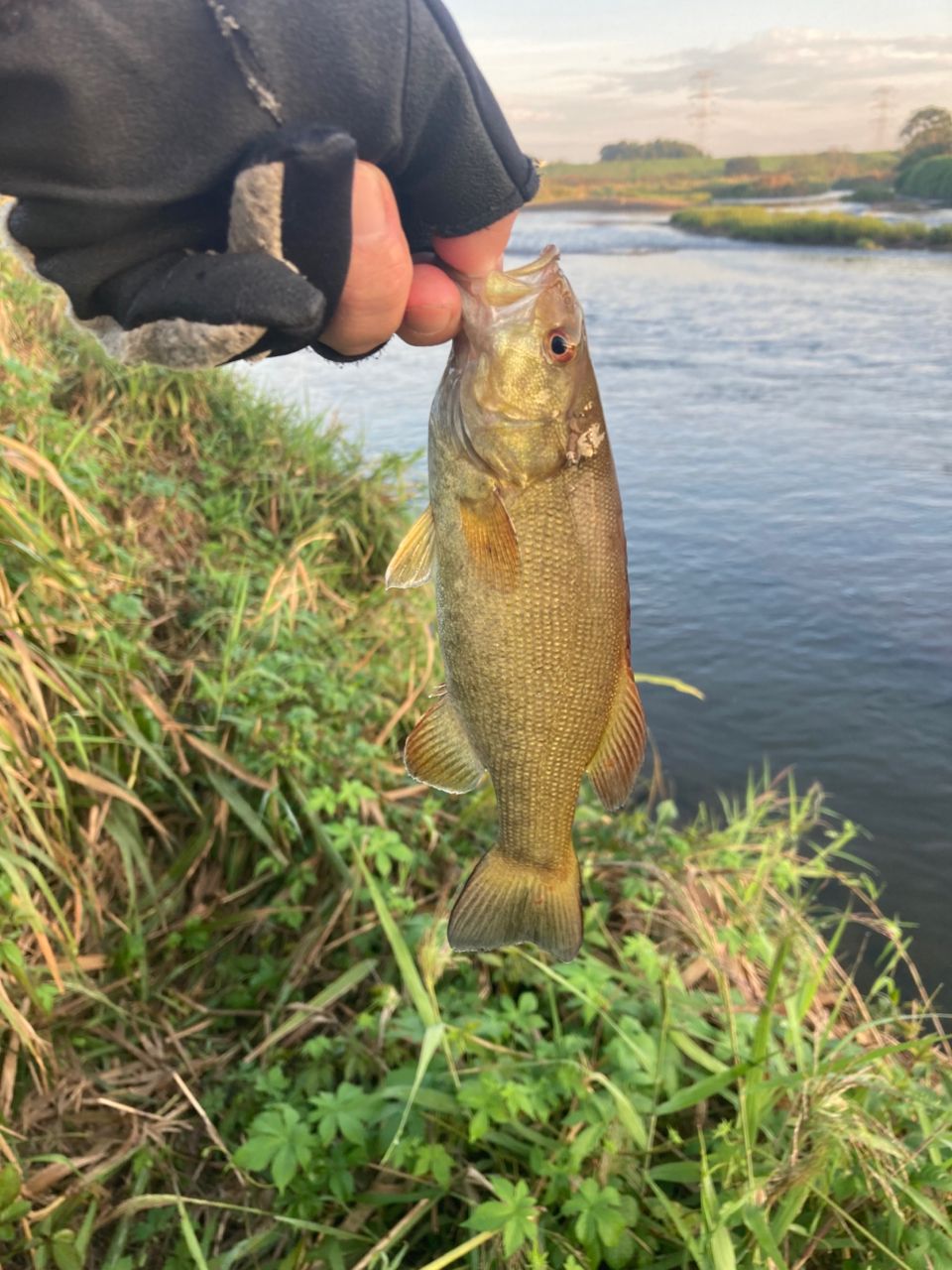 スモールマウスバス