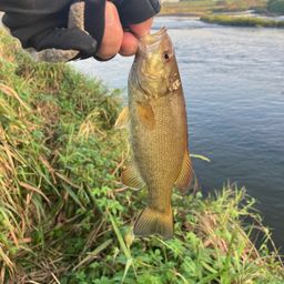 スモールマウスバス