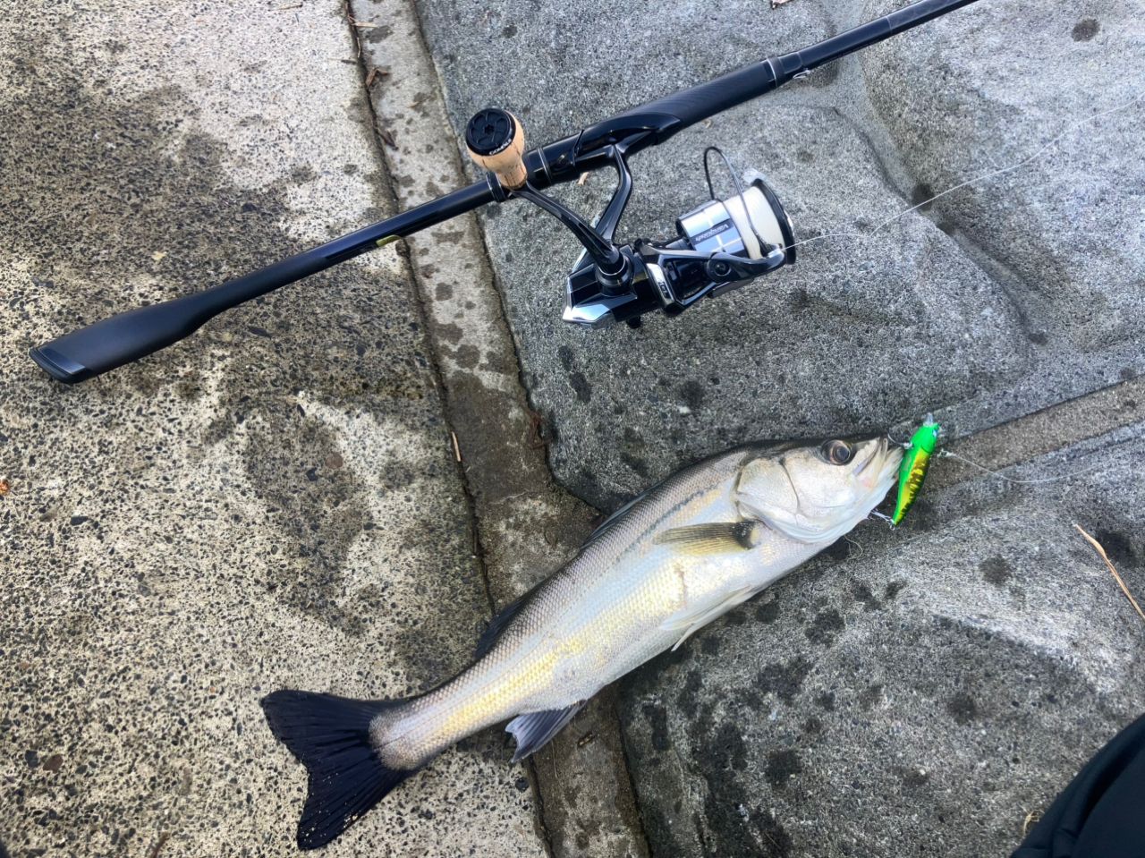 フッコ（マルスズキ）