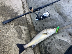 フッコ(マルスズキ)の釣果