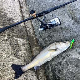 フッコ（マルスズキ）