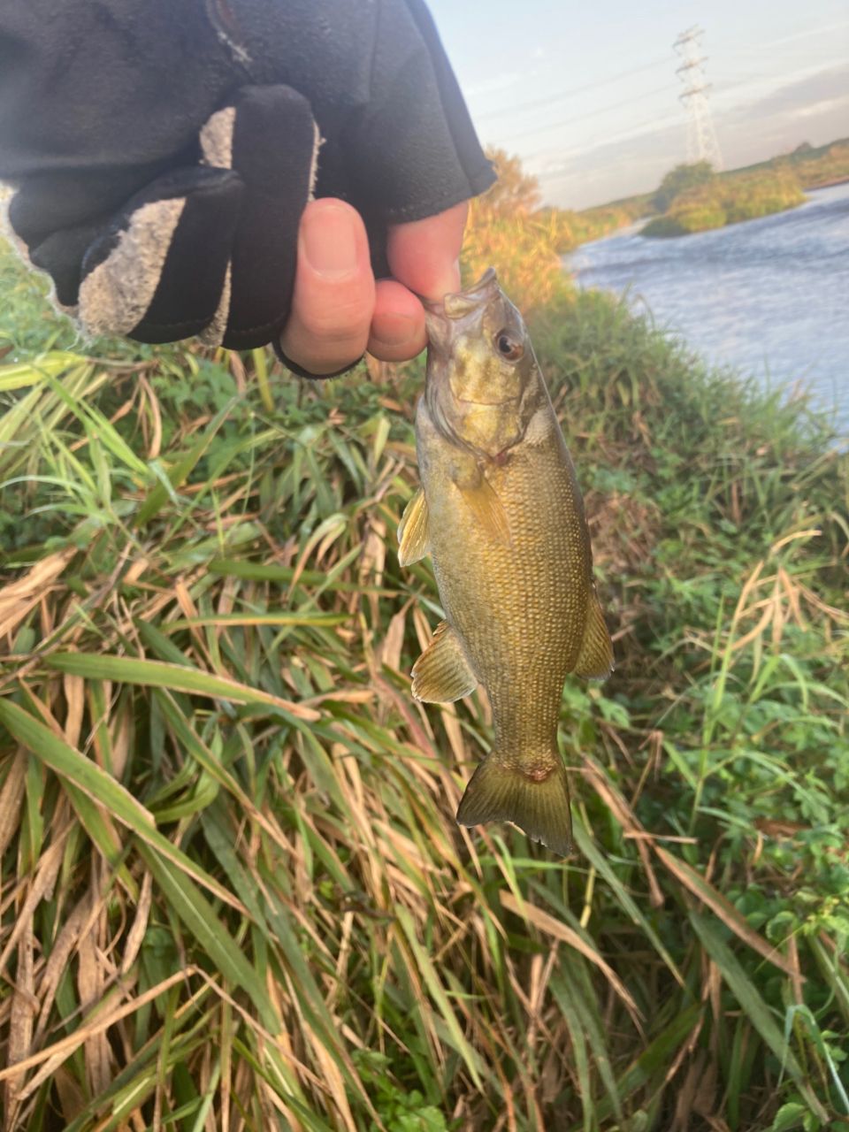 スモールマウスバス