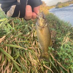 スモールマウスバス