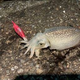 アオリイカ