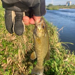 スモールマウスバス