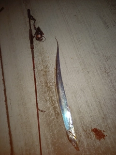 タチウオの釣果