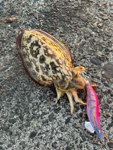 コウイカの釣果