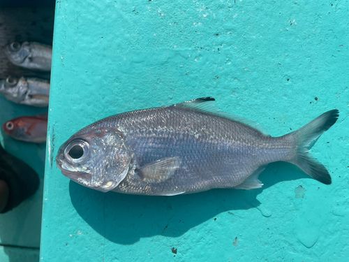 ギンメダイの釣果