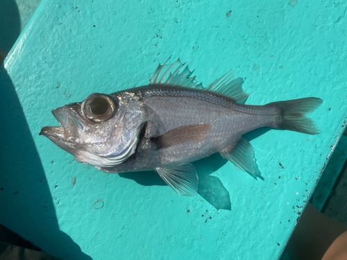 オオメハタの釣果