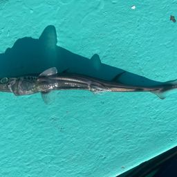 ヒレタカフジクジラ