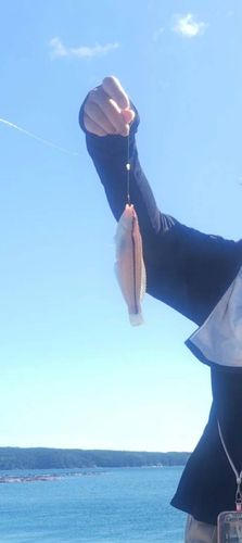 ベラの釣果