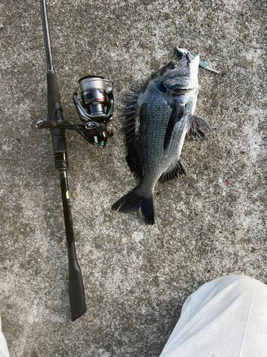 チヌの釣果