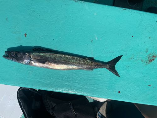 クロシビカマスの釣果