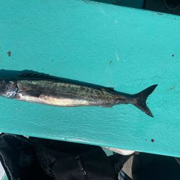 クロシビカマス