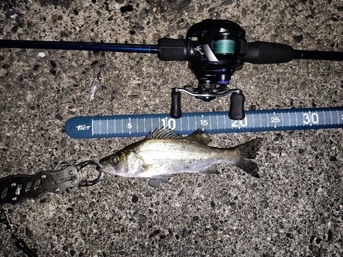 セイゴ（ヒラスズキ）の釣果