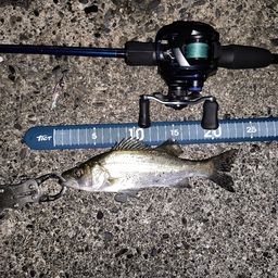 セイゴ（ヒラスズキ）