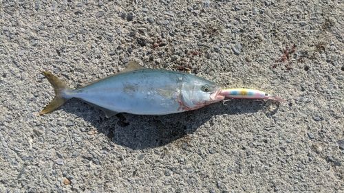 ショゴの釣果