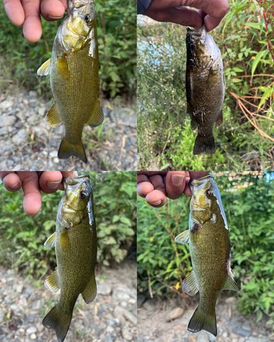 スモールマウスバスの釣果