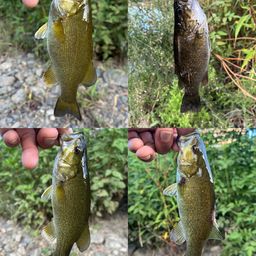 スモールマウスバス