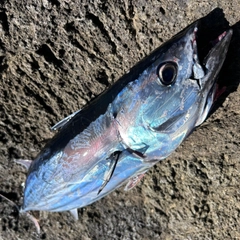 カツオの釣果