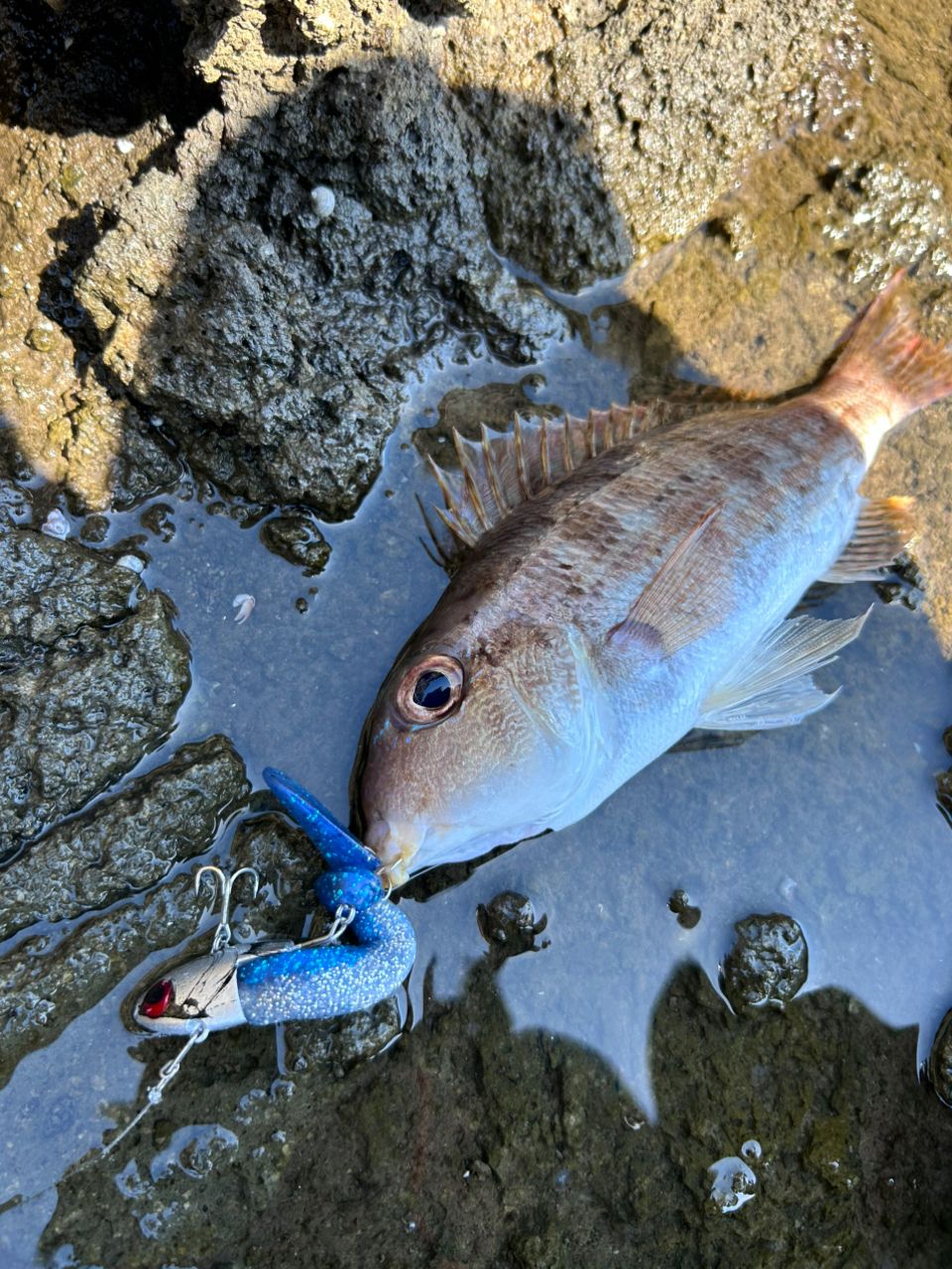 Kazeroxさんの釣果 2枚目の画像