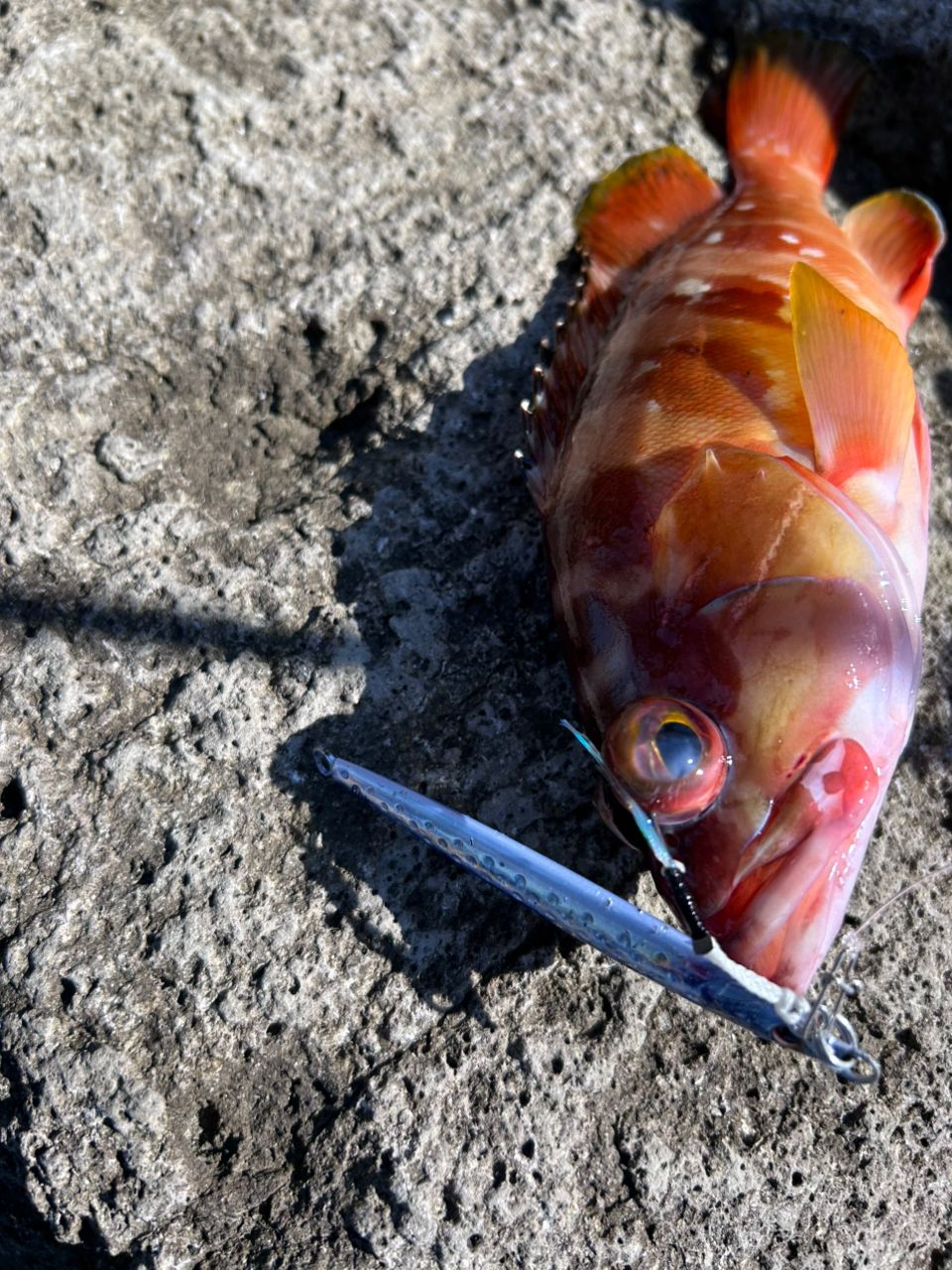 Kazeroxさんの釣果 3枚目の画像