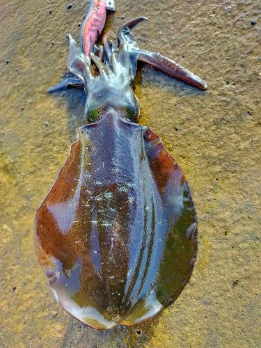 アオリイカの釣果