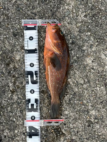 キジハタの釣果