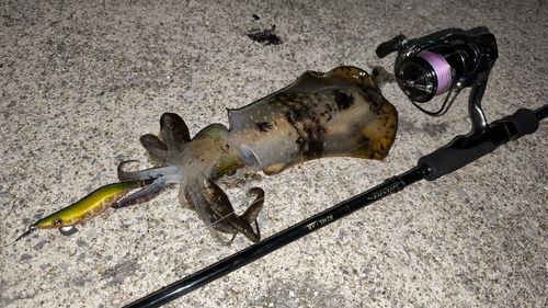 アオリイカの釣果