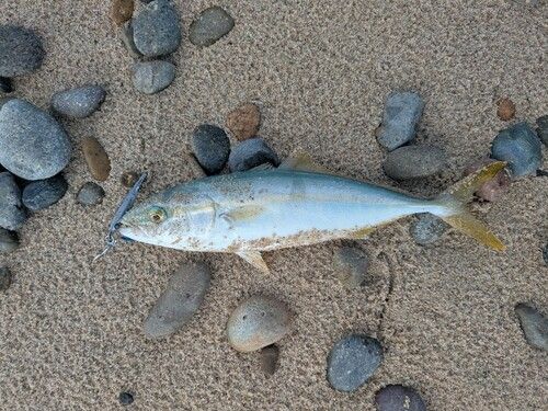 ヤズの釣果