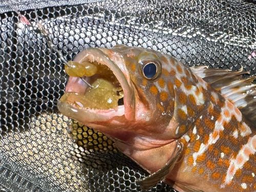 アコウの釣果