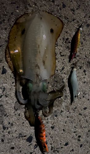 アオリイカの釣果