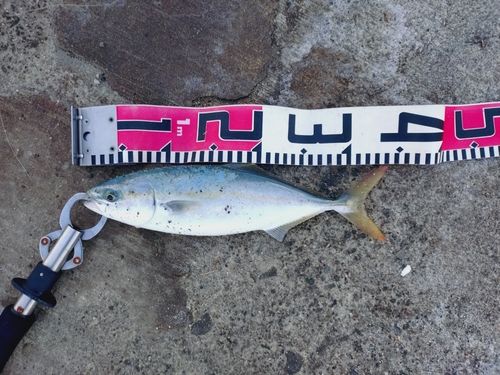 ワカシの釣果