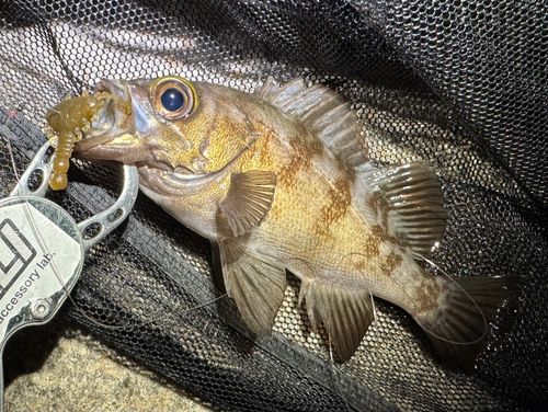メバルの釣果