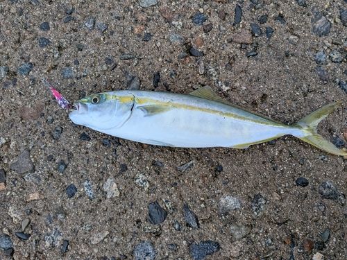 ツバイソの釣果