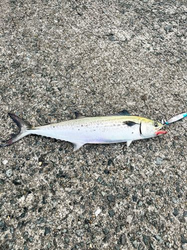 サゴシの釣果