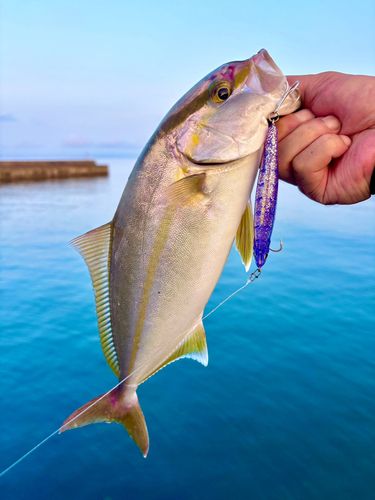 ネリゴの釣果