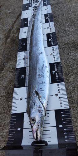 広田湾